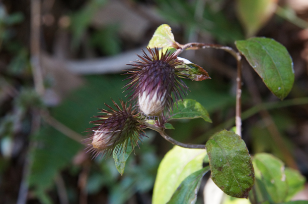 f0214649_2010233.jpg