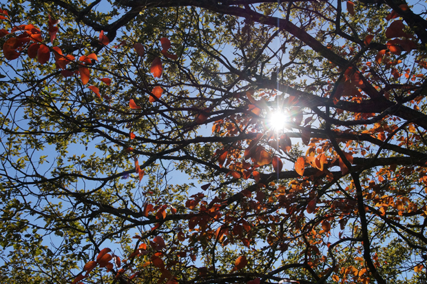 f0214649_2015262.jpg