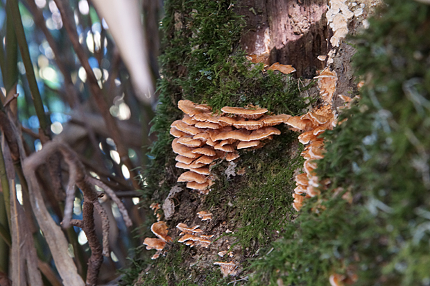 f0214649_2093864.jpg