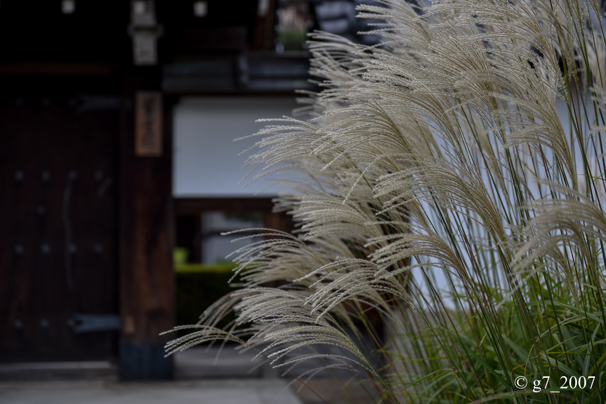 妙心寺..._f0152550_21343222.jpg