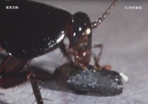 本日の配信映画は「ゴキブリ百科」_b0115553_23252722.png