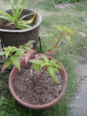 お隣りは稲刈り、私は森の木の植え替え。山野草も♪_e0137353_20381171.jpg