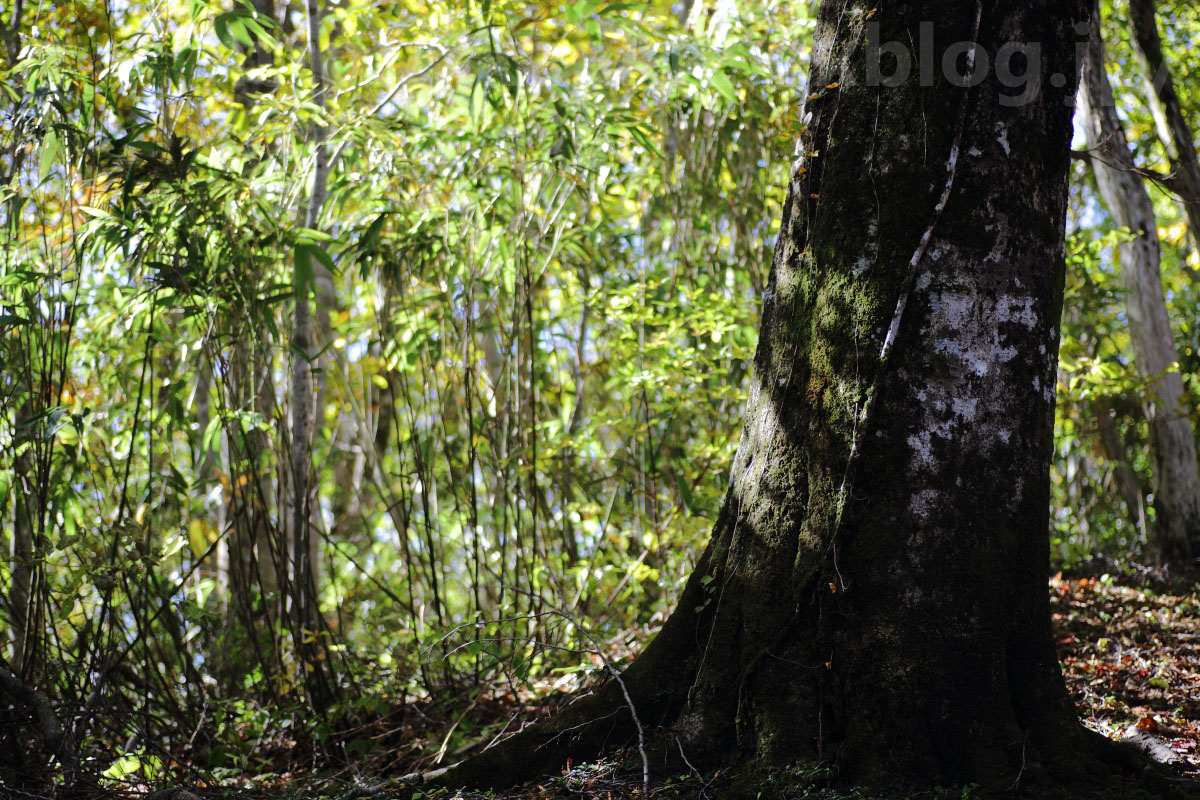 2014 秋　岡山県立森林公園　Vol.4_a0184859_21214146.jpg