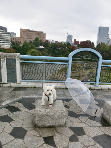 雨上がりの白犬散歩_c0260460_15542171.jpg