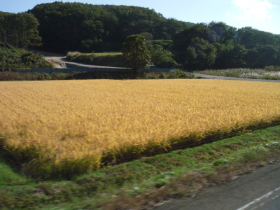 二時間ちょっとの散歩道_c0325468_23033993.jpg