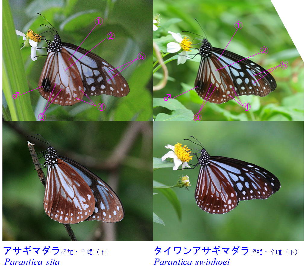 類似 アサギマダラ タイワンアサギマダラ 翅裏比較図 蝶鳥ウォッチング
