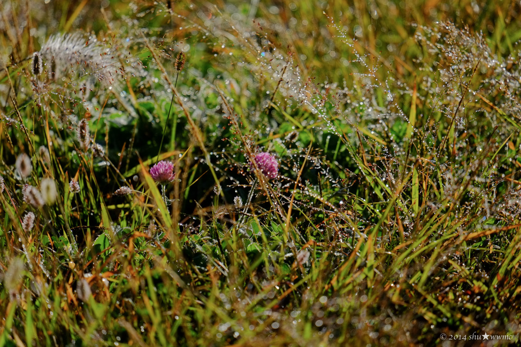 朝露の野_a0142976_17522296.jpg