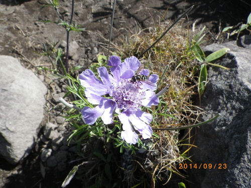 マツムシ ソウ_e0290580_1943371.jpg