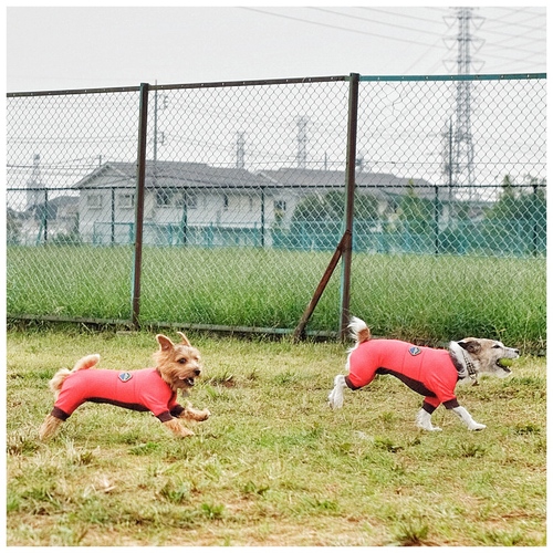 おまとめDOG RUN!!_c0117383_15121932.jpg