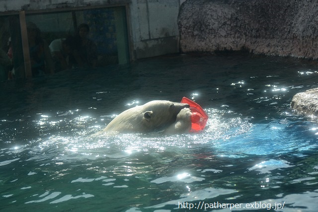 ２０１４年９月　ほぼ毎月とくしま動物園　その４　赤いコーンとオヤツ氷_a0052986_7321547.jpg