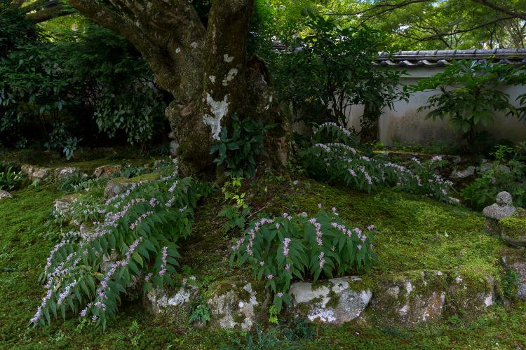 実光院_e0051888_4392384.jpg
