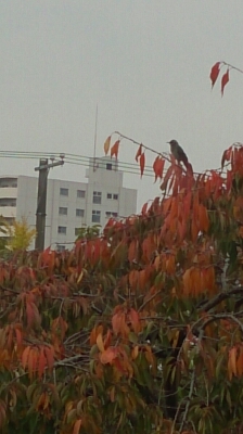 c0205393_7573726.jpg