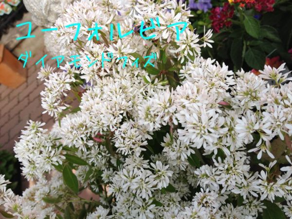 ユーフォルビア ダイアモンドフィズ 花の名前覚えよっ ユーフォルビア ダイアモンドフィズ 花の名前覚えよっ