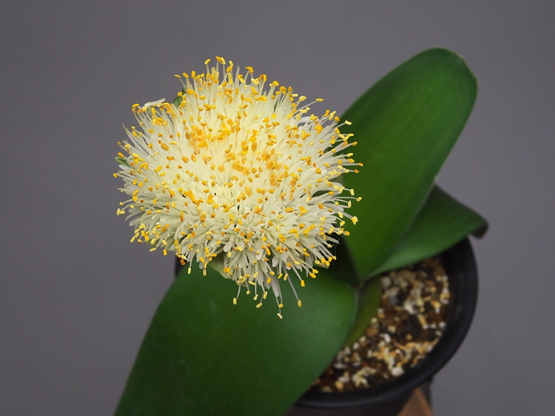 Haemanthus albiflos （マユハケオモト） その３_a0267399_2235152.jpg