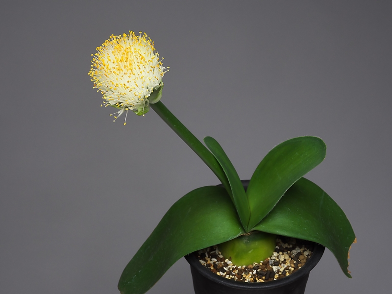 Haemanthus Albiflos マユハケオモト その3 花咲か父さん 洋らん栽培 Haemanthus Albiflos マユハケオモト その3 花咲か父さん 洋らん栽培