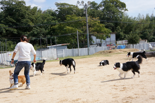 神戸・大阪の旅５日目～最後に犬まみれ～_b0038402_22555623.jpg