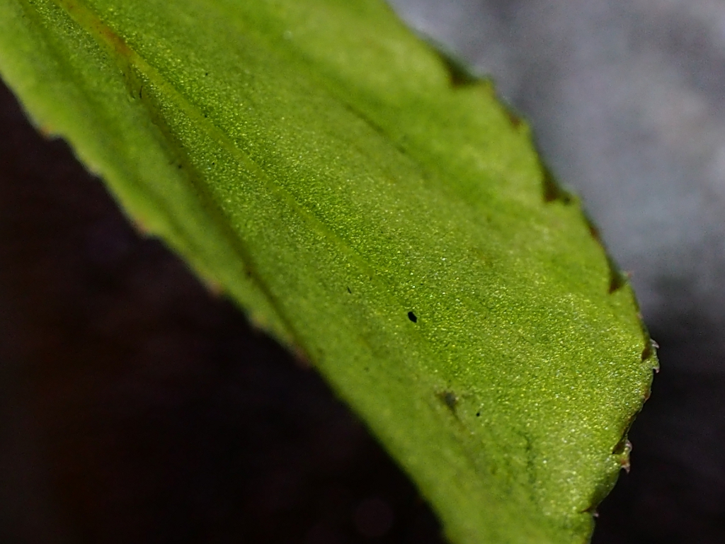 c0156313_957618.jpg