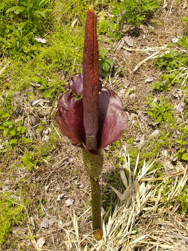 こんにゃく芋 みんなで楽笑サバイバル