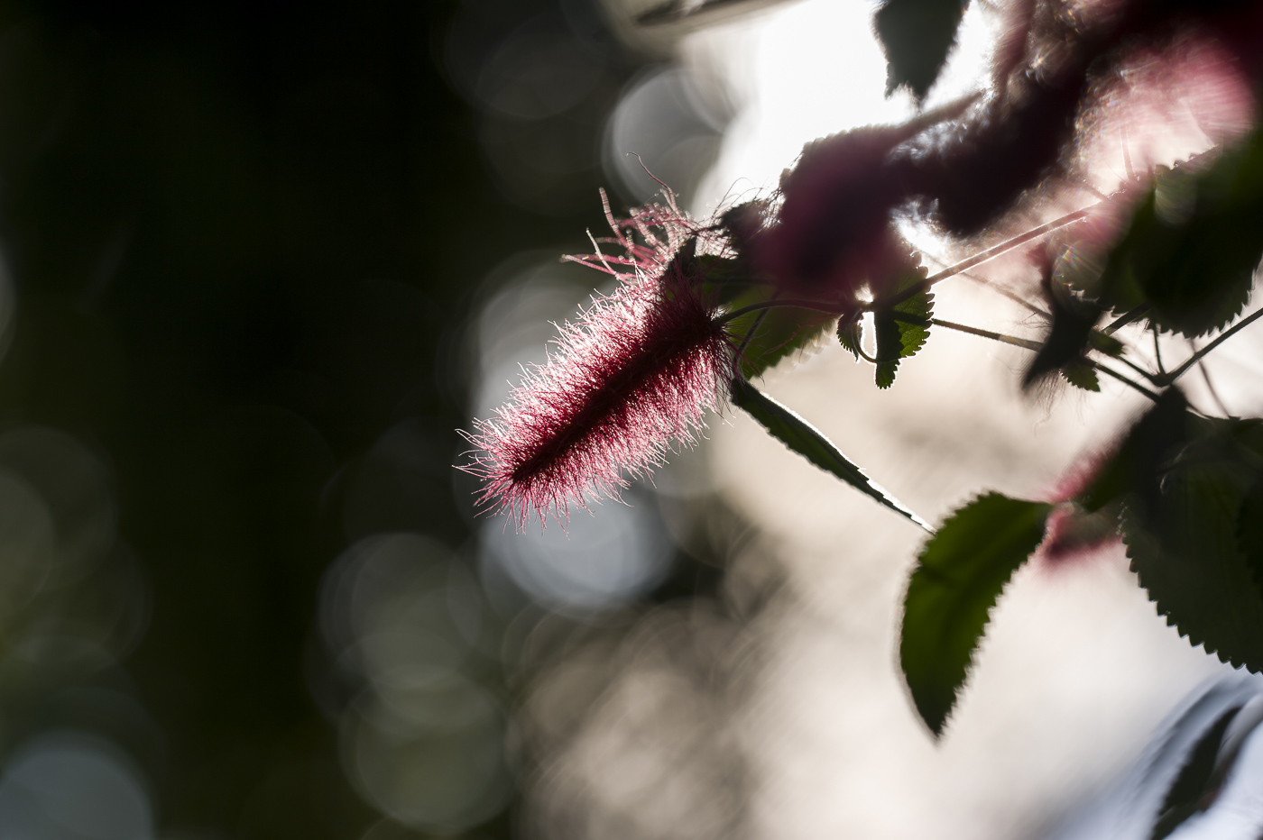 花鳥園の睡蓮_e0308416_21091506.jpg