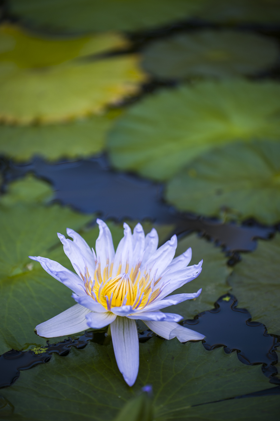 花鳥園の睡蓮_e0308416_21091538.jpg