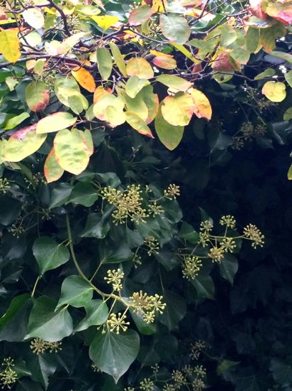 紅葉の季節のツタの花 ロンドン ２人暮らし