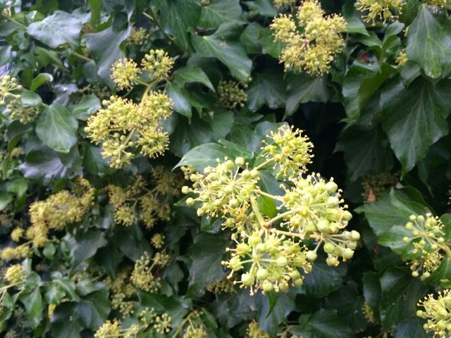 紅葉の季節のツタの花 ロンドン ２人暮らし