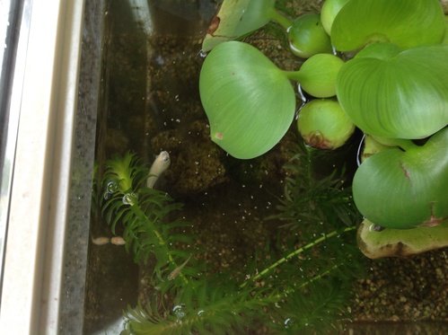 めだかちゃん🐟_a0200423_11115270.jpg