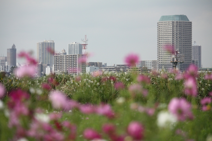 足立区江北公園の花めぐり。_a0214329_0191051.jpg