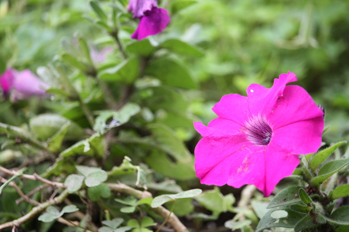 足立区江北公園の花めぐり。_a0214329_0215136.jpg