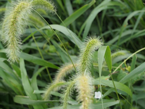 2014年10月23日　散歩道で見つけた秋の草花たち_b0341140_17583322.jpg