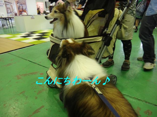 浜松ドッグフェスタ、美味しかったワン♪_e0195743_12352898.jpg