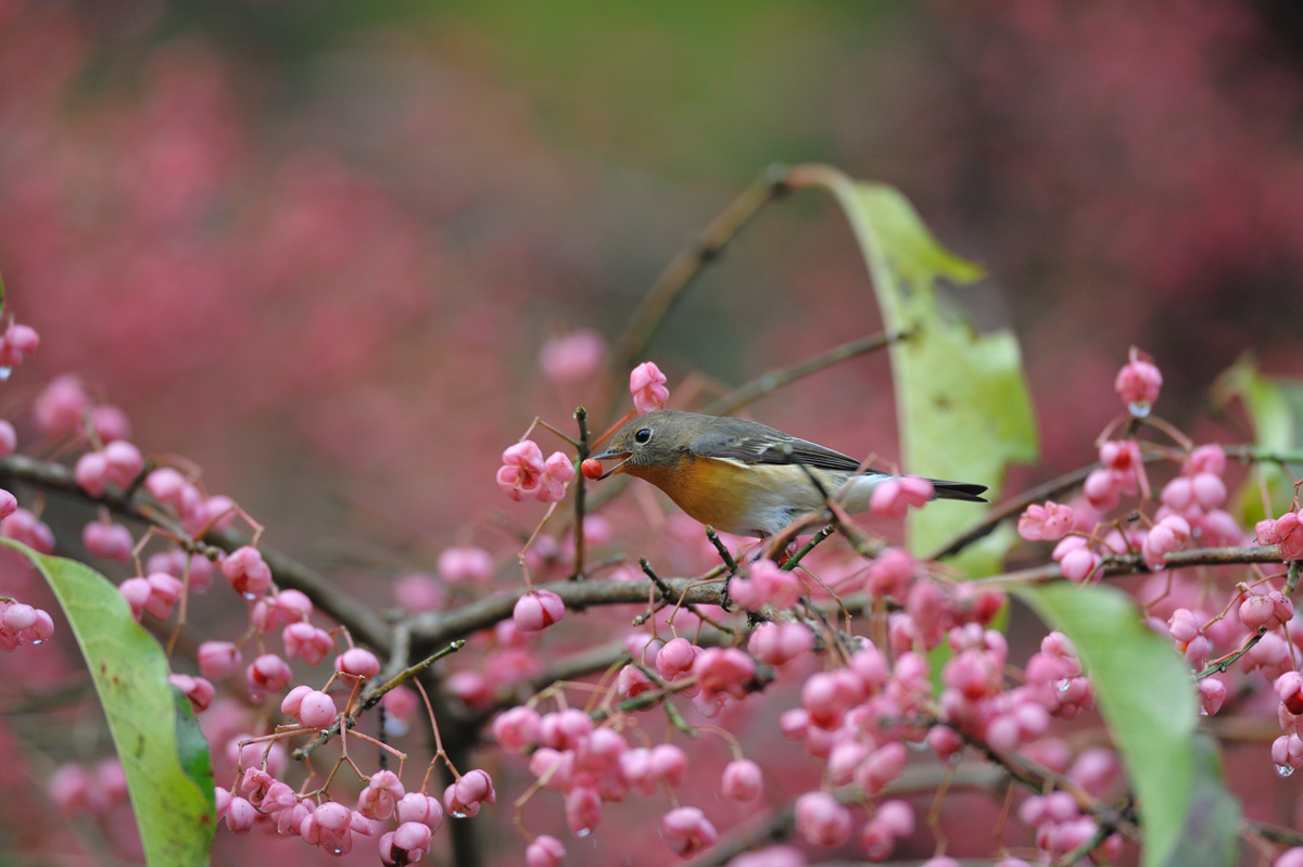 ２０１４年９月、１０月の鳥たち_a0039245_1374842.jpg