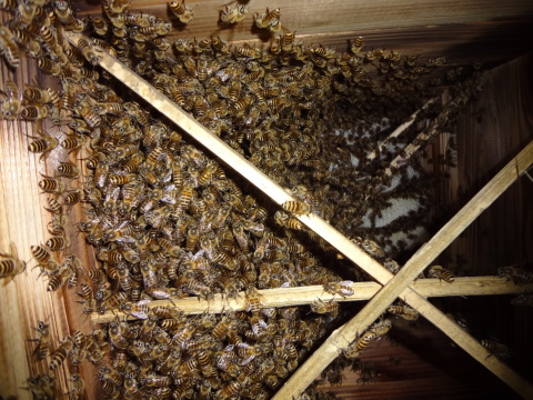 日本ミツバチ 夏分蜂群の成長記録 : 鑑定士ハチの部屋