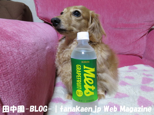 本業のお宝ハンター炸裂！_b0200291_22265916.jpg