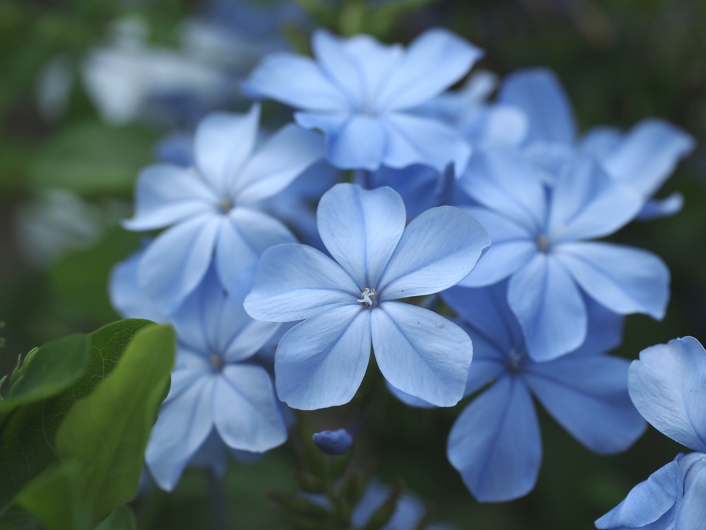 ルリマツリ 瑠璃茉莉 乙女座宮