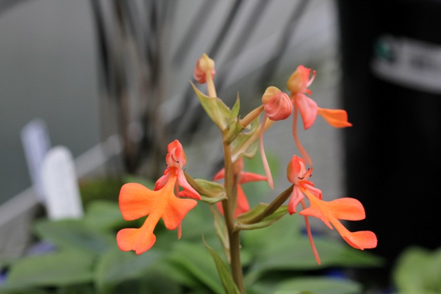 Habenaria． rhodocheila _d0007501_15404821.jpg