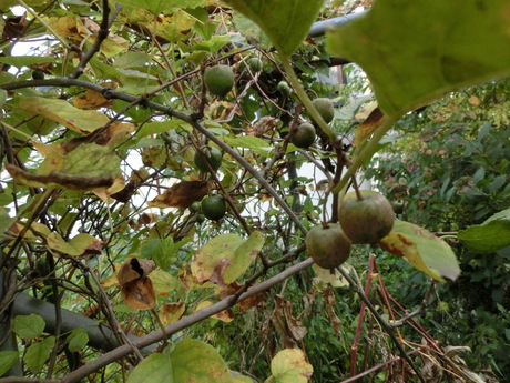 a0203003_1903326.jpg