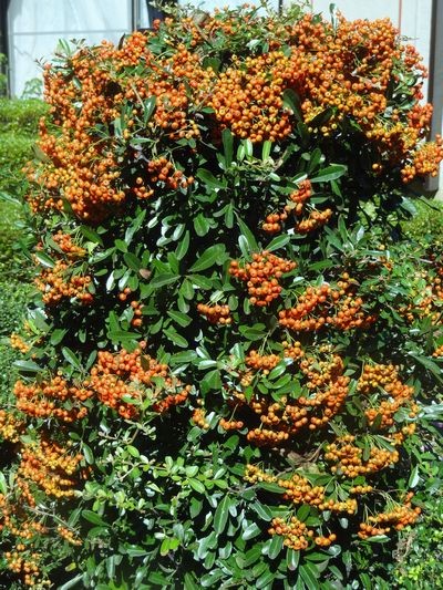 c0074332_22565149.jpg