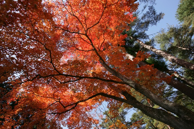 487 遠野郷八幡宮の紅葉(2)_c0251759_16541685.jpg