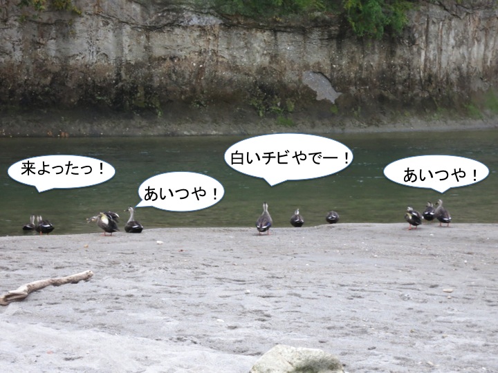 とり残されて。。。_c0260460_08512829.jpg