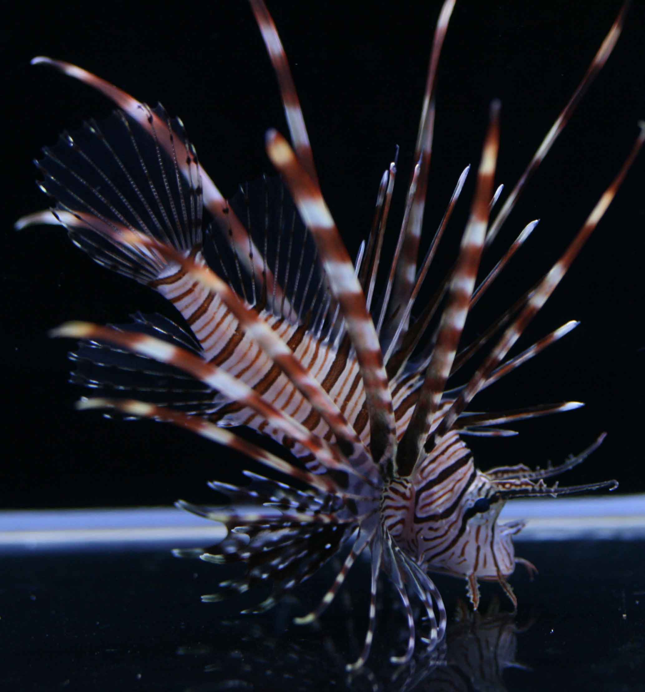 これはいいルリヤッコ ビーボックスアクアリウム松戸店 海水魚 サンゴ情報 これはいいルリヤッコ ビーボックスアクアリウム松戸店 海水魚 サンゴ情報