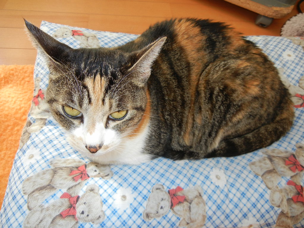 ’14,10,24(金)早起きのこころちゃんと庭仕事!_f0060461_10292887.jpg
