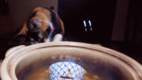 f0165567_5203892.gif