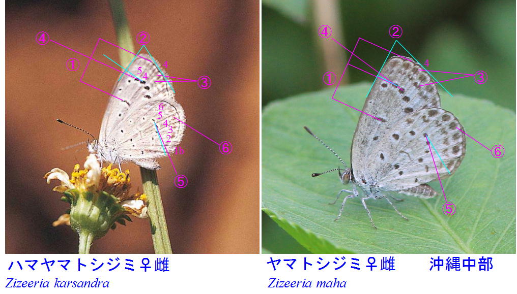 類似 ハマヤマトシジミ ヤマトシジミ 比較図ver 1 蝶鳥ウォッチング