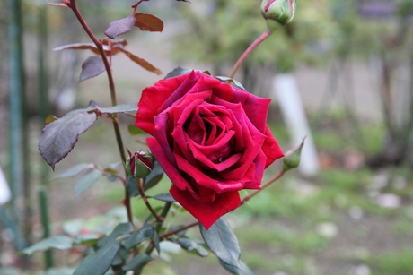 c0283778_17123421.jpg
