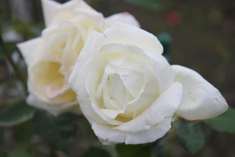 c0283778_1713437.jpg