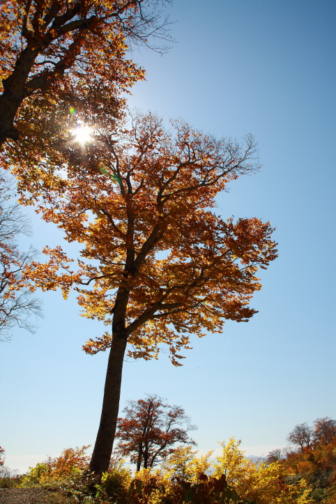 山形県・西川町　月山の紅葉　７_e0165983_15364661.jpg