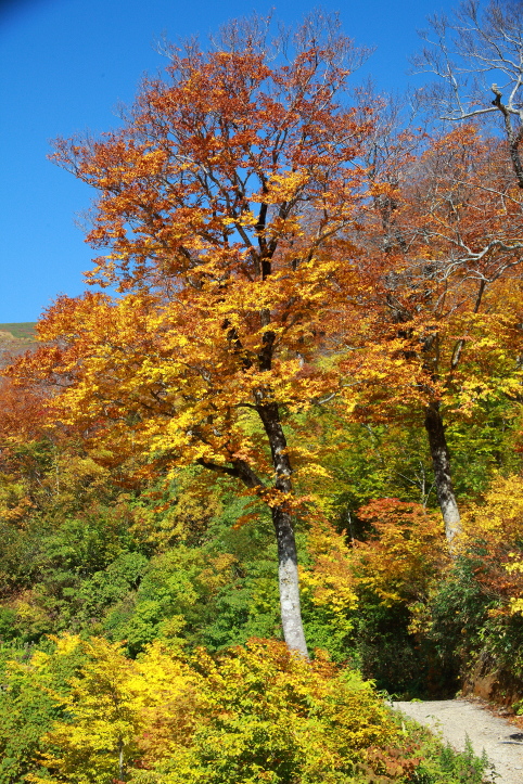 山形県・西川町　月山の紅葉　７_e0165983_15372785.jpg