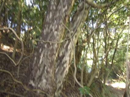 f0053885_21304048.jpg