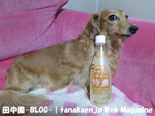 温室のビニール張ったったｗｗｗ_b0200291_21383873.jpg